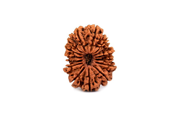 15 Mukhi Rudraksha
