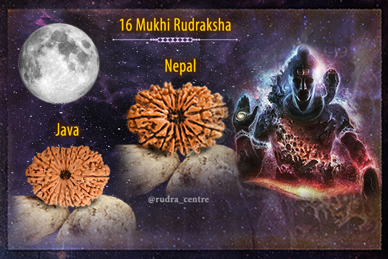 16 Mukhi Rudraksha