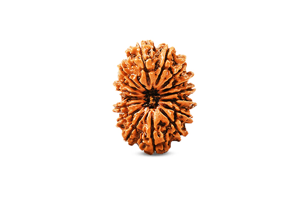 16 Mukhi Rudraksha