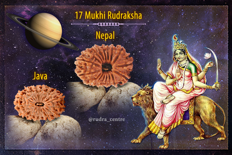 17 Mukhi Rudraksha