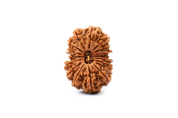 17 Mukhi Rudraksha