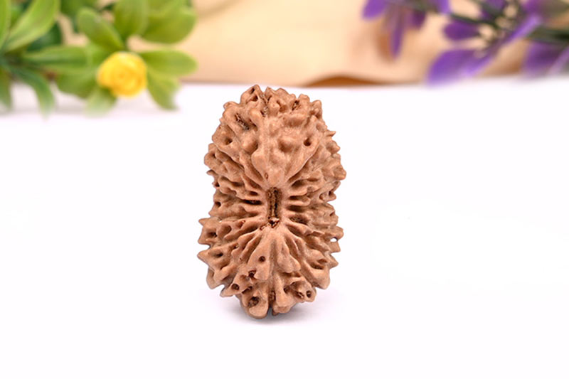 17 Mukhi Nepali Rudraksha
