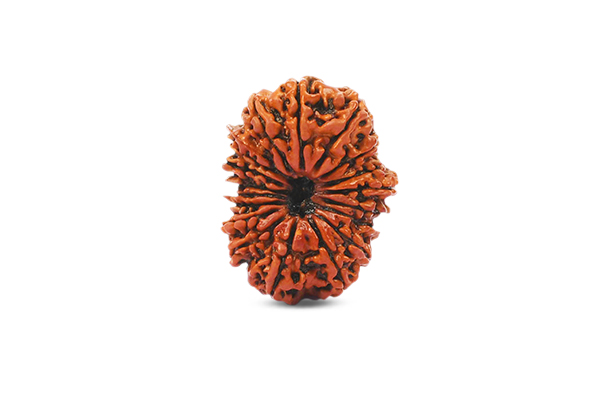18 Mukhi Rudraksha