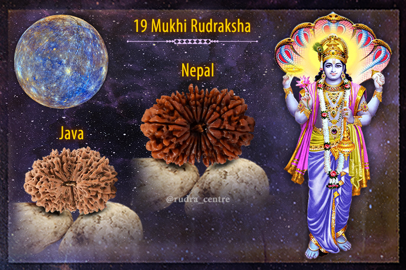 19 Mukhi Rudraksha