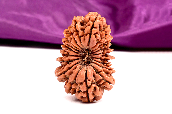 19 Mukhi (Face) Nepali Rudraksha