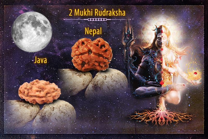 2 Mukhi Rudraksha