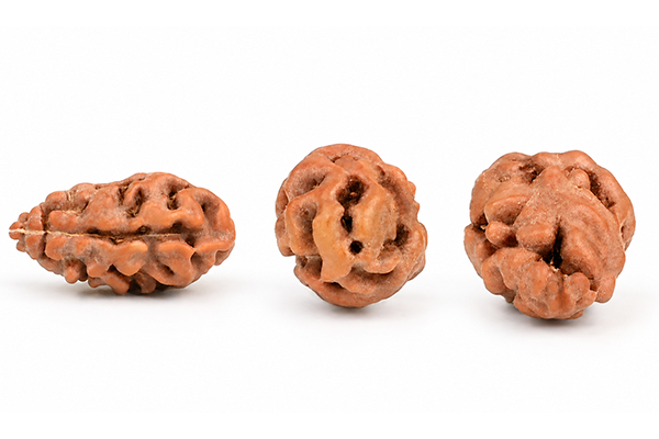Best Alternative to 1 Mukhi Nepal Rudraksha