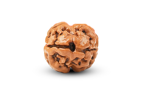 2 Mukhi Rudraksha – Moon Connection 