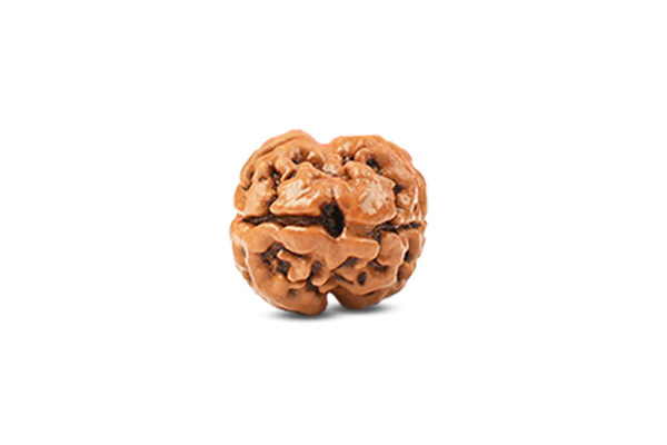 2 Mukhi Rudraksha