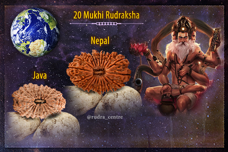20 Mukhi Rudraksha