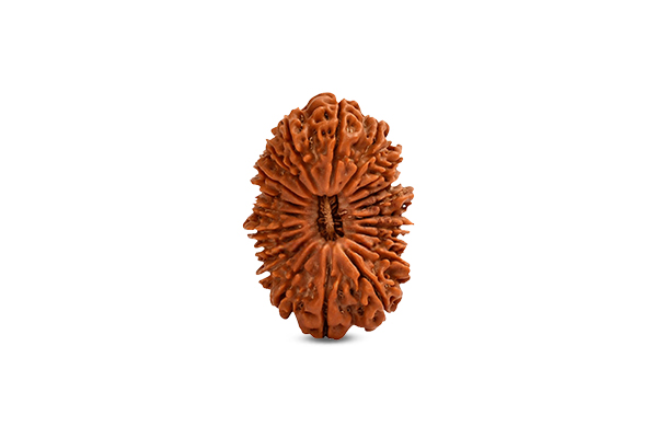 20 Mukhi Rudraksha