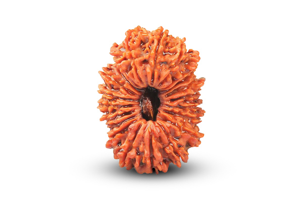 21 Mukhi Rudraksha