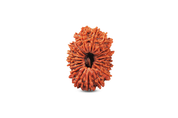21 Mukhi Rudraksha