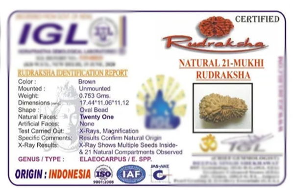Bead with incomplete lines certified as a 21 mukhi Rudraksha