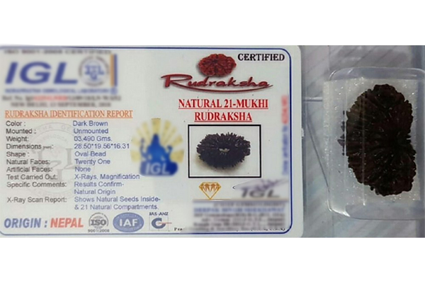Carved bead certified as a natural 21 Mukhi Rudraksha