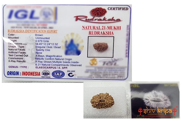 Bead with incomplete lines certified as a 21 mukhi Rudraksha