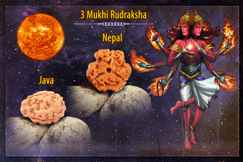 3 Mukhi Rudraksha