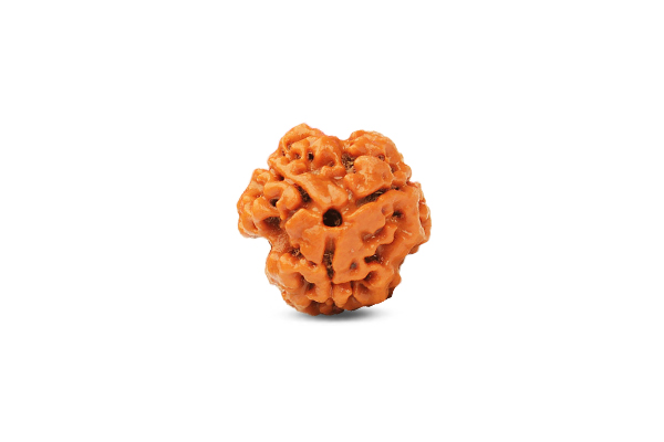 3 Mukhi Rudraksha