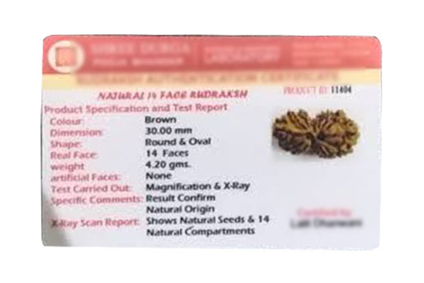 14 MUKHI GAURI SHANKAR (PRICE: INR 10000) BEING SOLD AS 14 MUKHI (PRICE: INR 50000)
