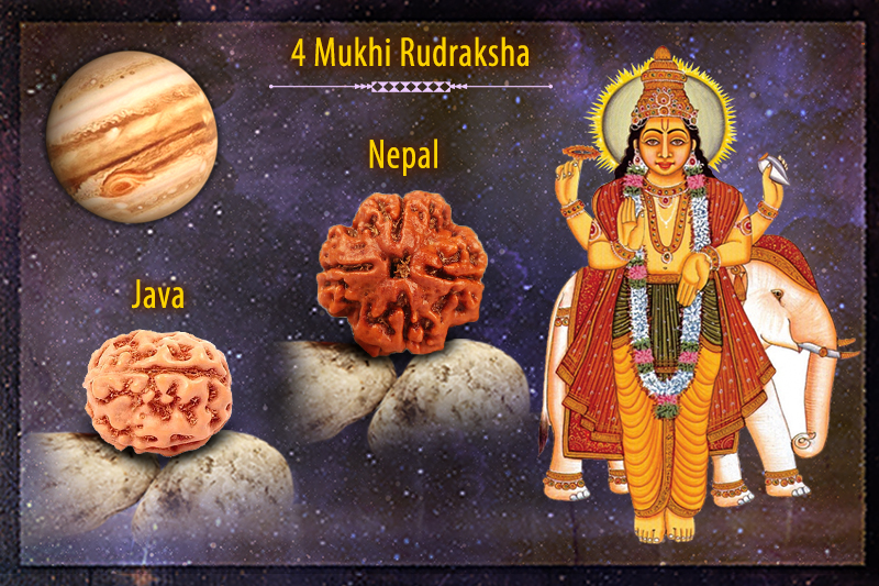 4 Mukhi Rudraksha