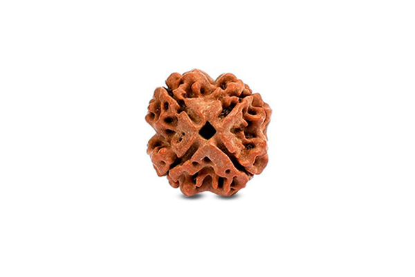 4 Mukhi Rudraksha