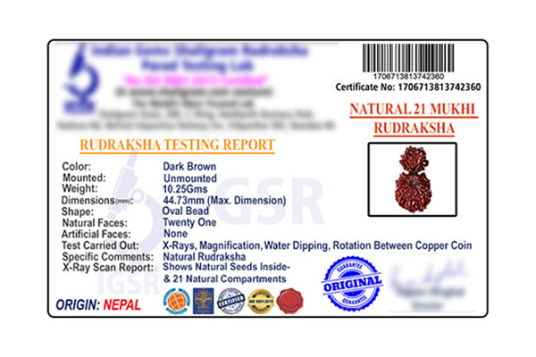 21 MUKHI GAURI SHANKAR (PRICE: 5 LAKHS) BEING SOLD AS 21 MUKHI (PRICE: 50 LAKHS)