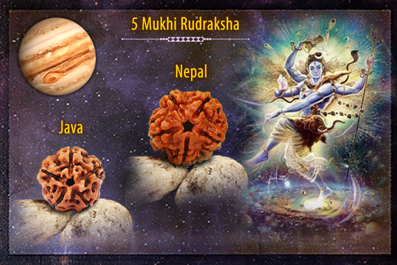 5 Mukhi Rudraksha