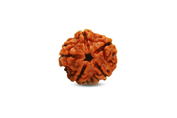 5 Mukhi Rudraksha