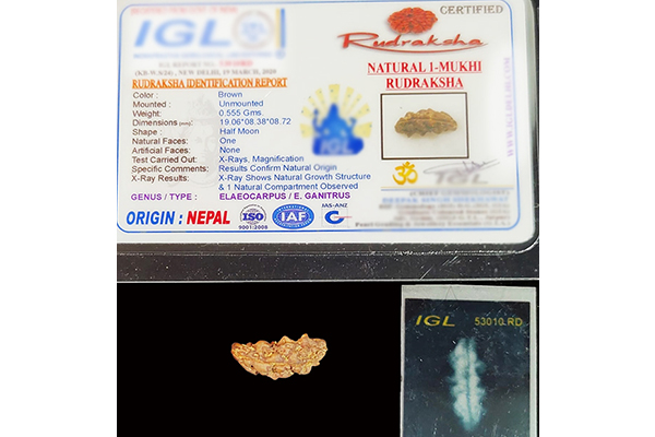 FAKE ONE MUKHI BROKEN FROM A SAWAR RUDRAKSHA CERTIFIED BY LAB