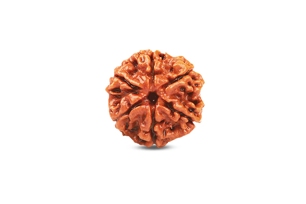 6 Mukhi Rudraksha