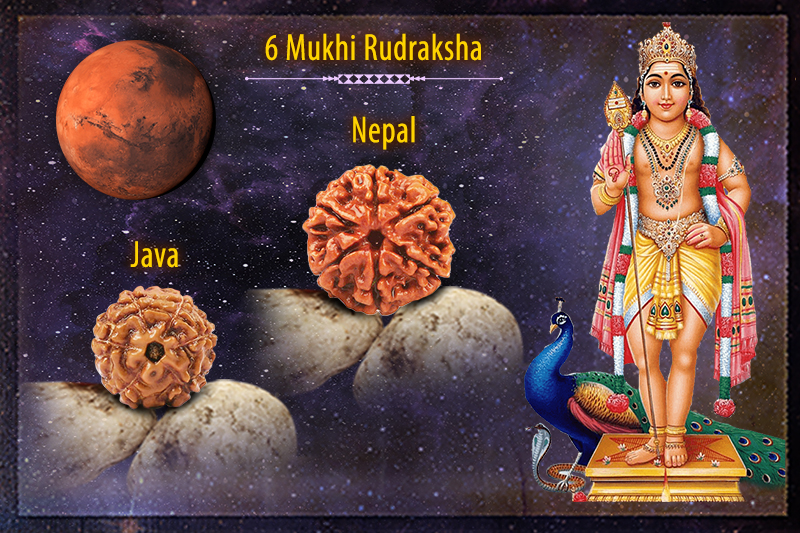 6 Mukhi Rudraksha