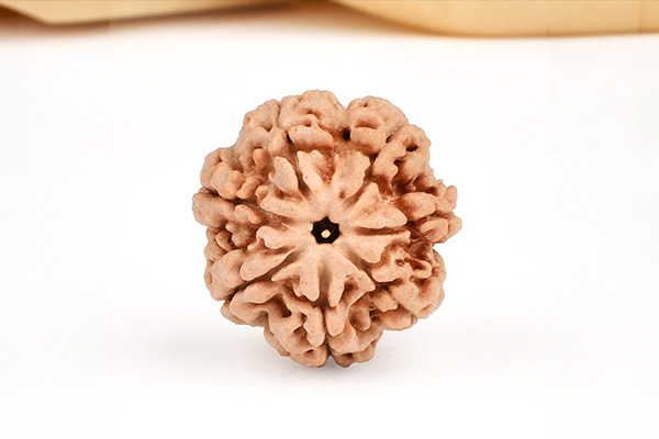 7 Mukhi Nepal Rudraksha: