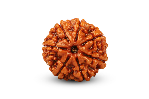 7 Mukhi Rudraksha