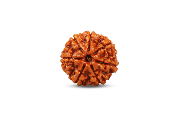 7 Mukhi Rudraksha