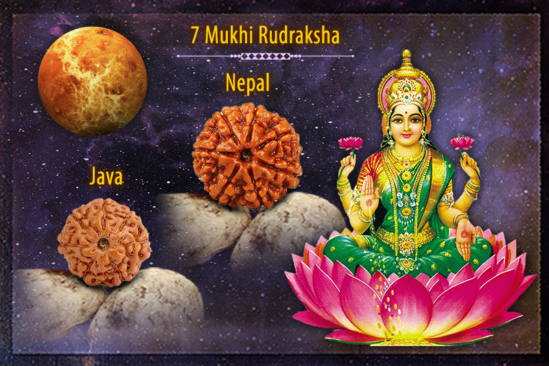 7 Mukhi Rudraksha