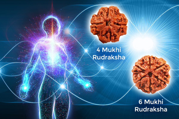 Improves Intelligence, Memory, Focus & Concentration with Rudraksha