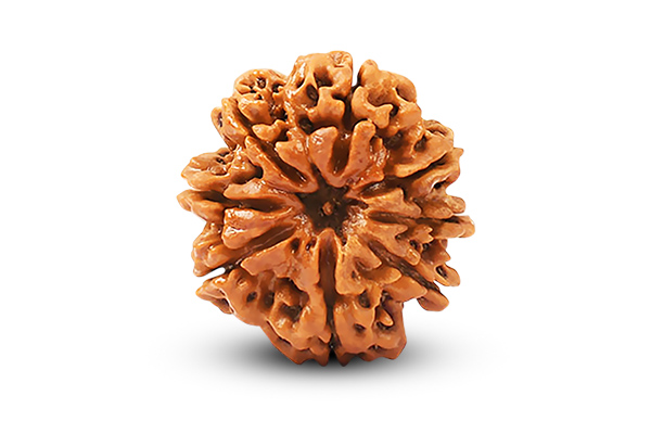 8 Mukhi Rudraksha
