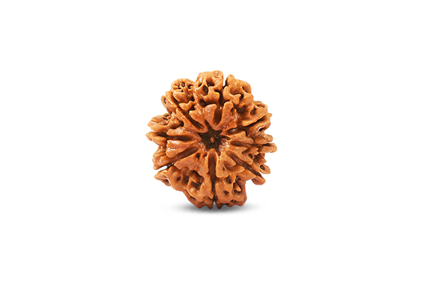 8 Mukhi Rudraksha