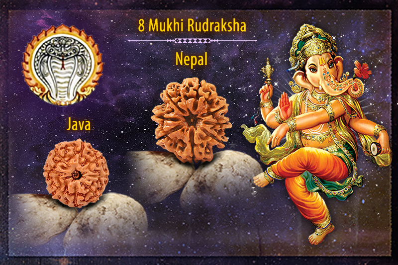 8 Mukhi Rudraksha