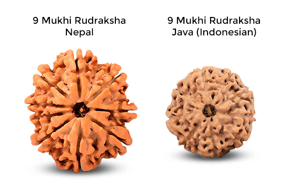 9 Mukhi Rudraksha