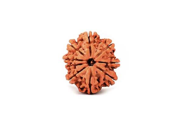 9 Mukhi Rudraksha