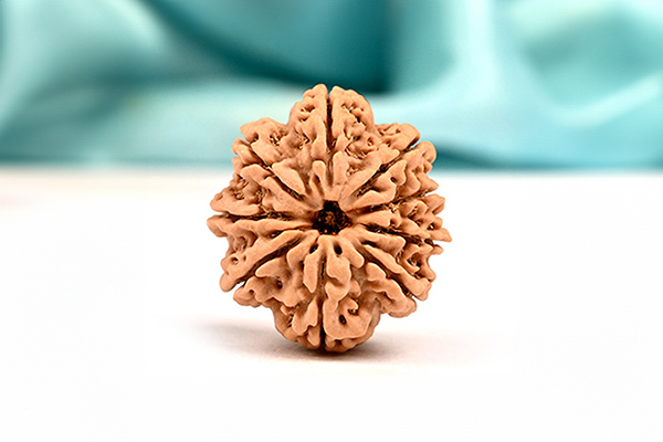 9 Mukhi Rudraksha