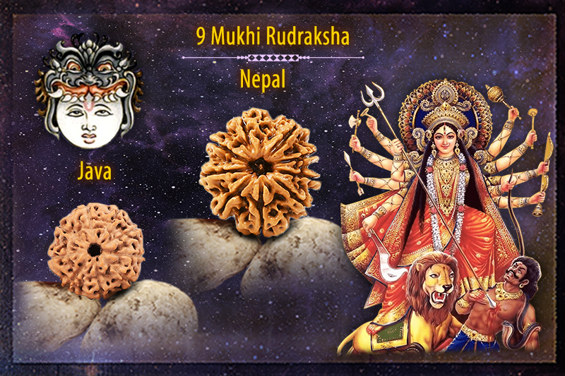 9 Mukhi Rudraksha