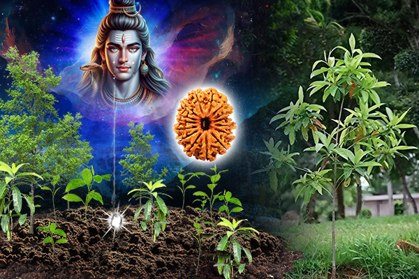 About Rudraksha Tree