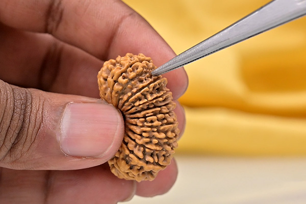 Artificially Created Higher Mukhi&nbsp;&nbsp;&nbsp;