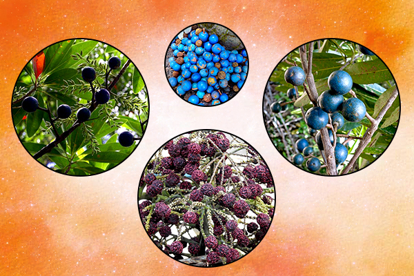 Ayurvedic Healing with Rudraksha