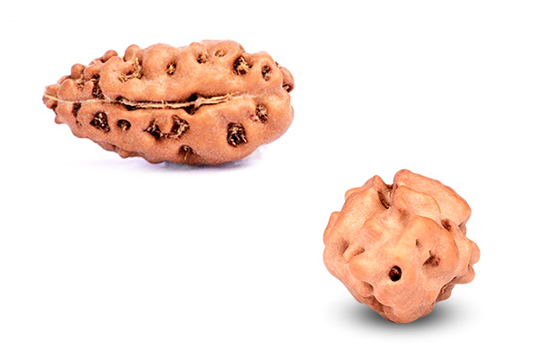 Best Alternative to 1 Mukhi Nepal Rudraksha