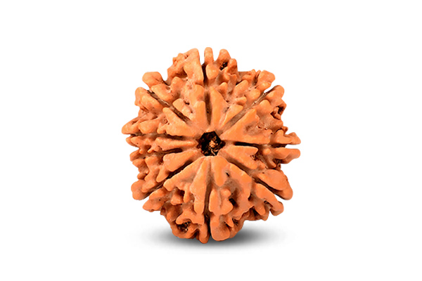9 Mukhi Rudraksha