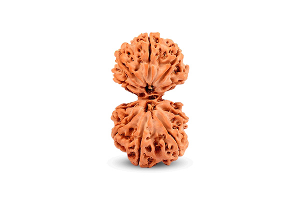 Gauri Shankar Rudraksha