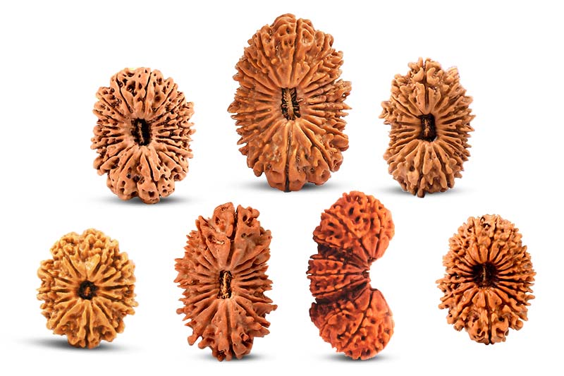 Collector Nepal Rudraksha Beads
